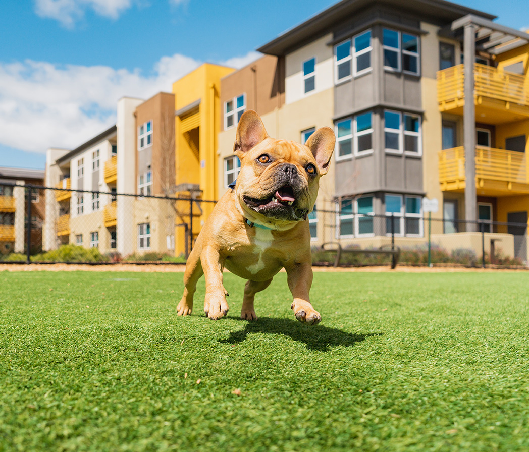 A French bulldog runs towards the camera inside a pet-friendly dog park at one of Fairfield's communities.